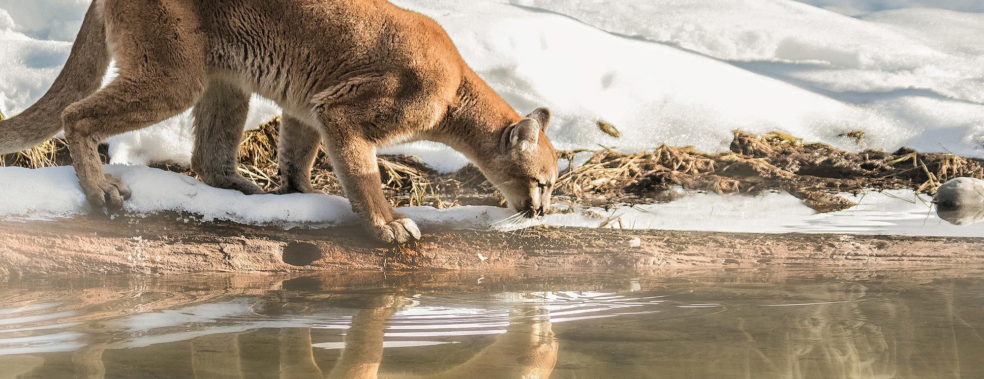 mountain lion drinking water