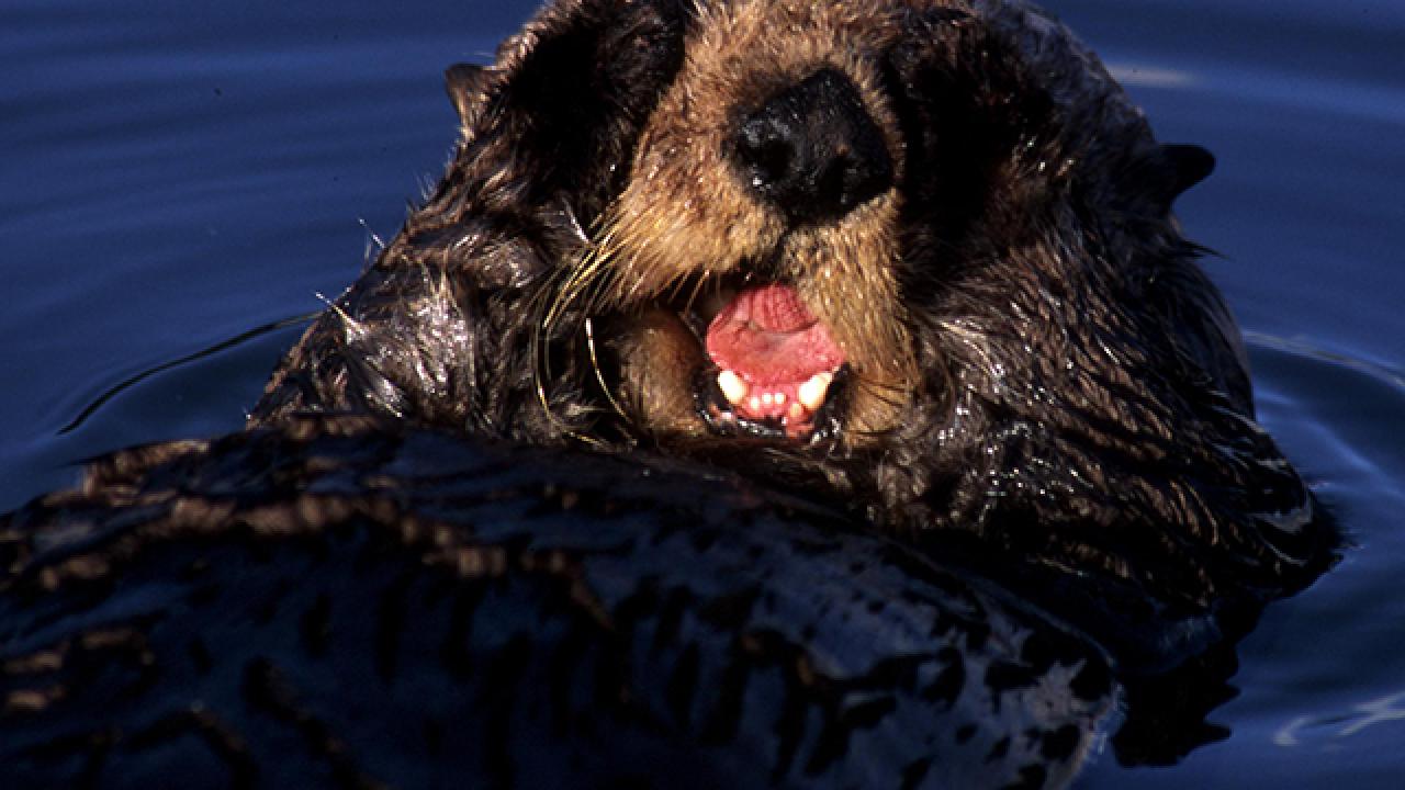 sea otter
