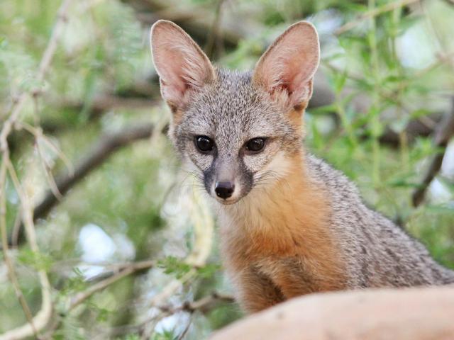 gray fox