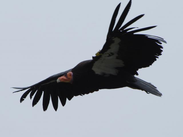 california condor