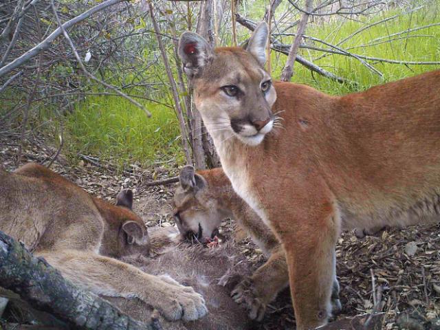 mountain lions