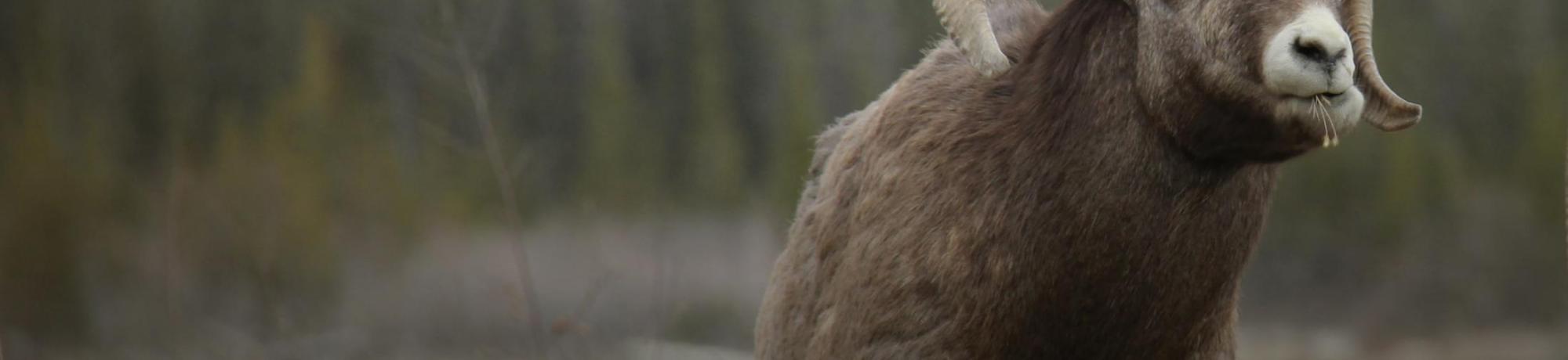 WDA 2019 bighorn sheep