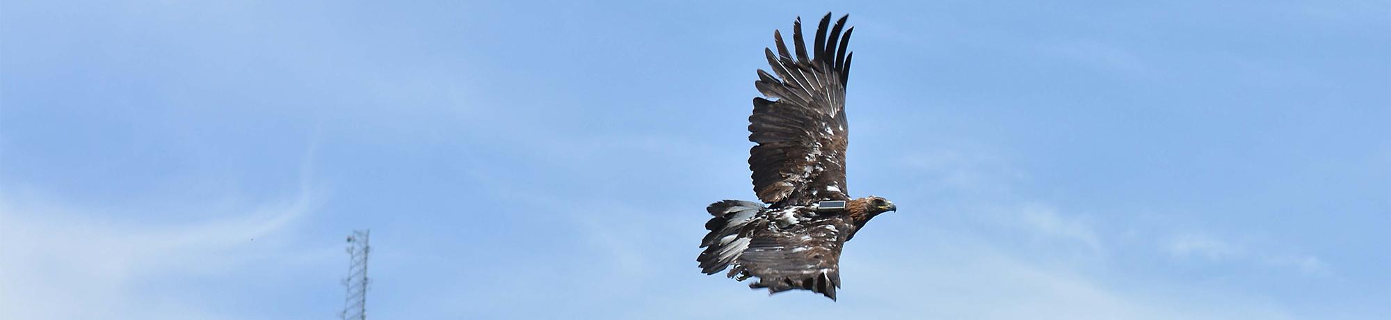 golden eagle flying