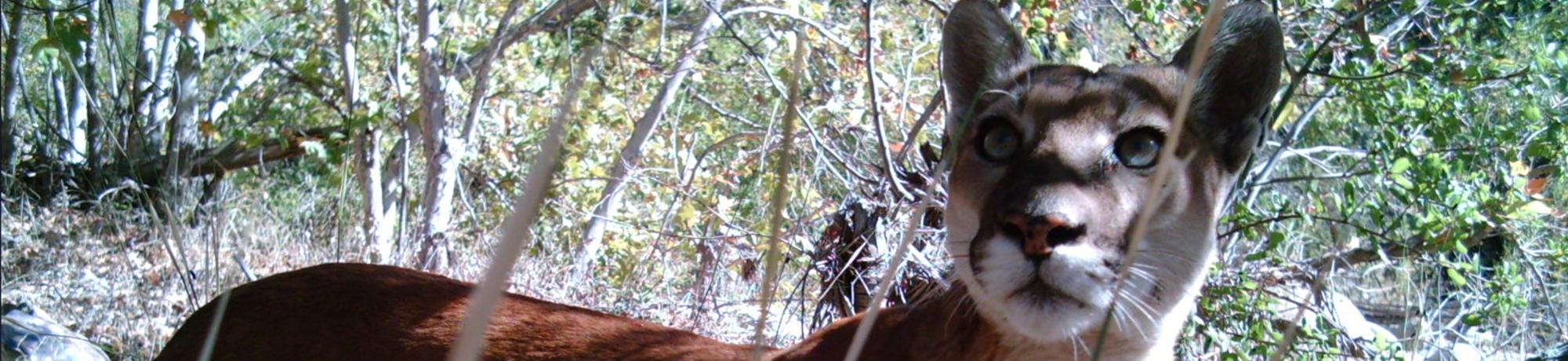 mountain lion trailcam