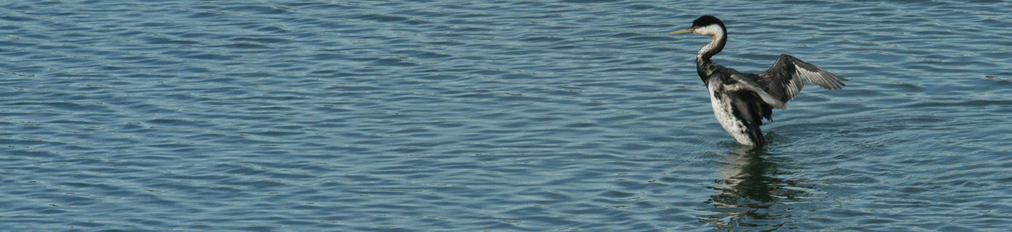 western grebe