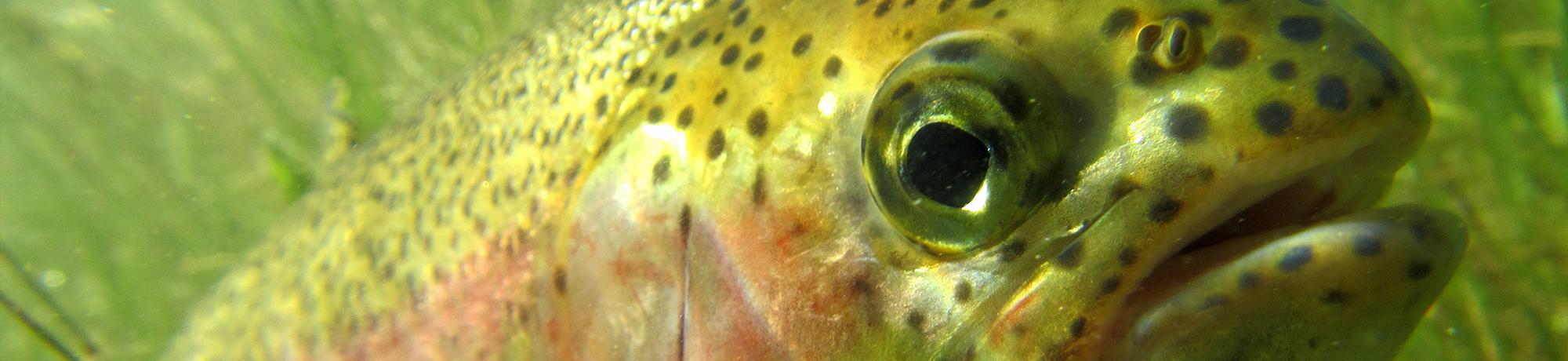 rainbow trout