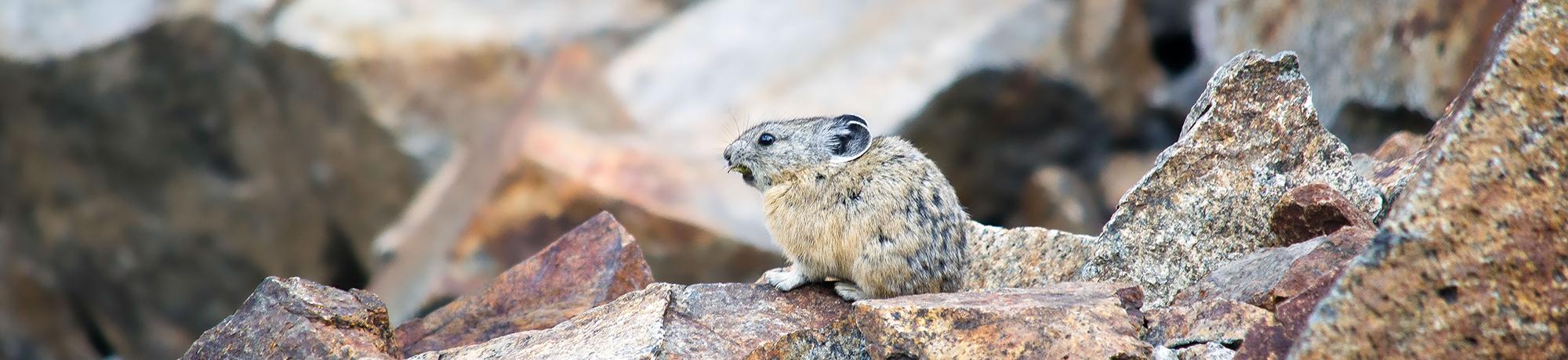 california pika